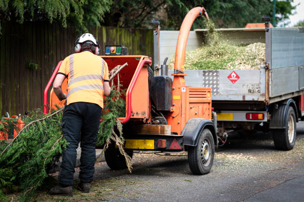 Professional Tree Service in Ironton, MO